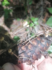 Baeospora