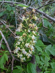 Aesculus turbinata