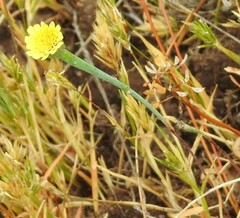 Arnoseris minima