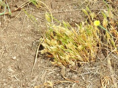 Arnoseris minima