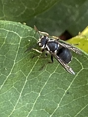 Dolichovespula maculata