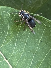 Dolichovespula maculata