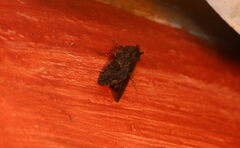 Ctenoplusia furcifera