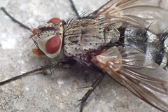 Microphthalma disjuncta