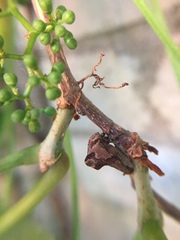 Telamona ampelopsidis