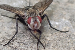 Microphthalma disjuncta