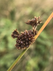 Juncus lesueurii