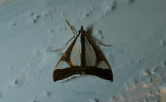 Agrioglypta eurytusalis