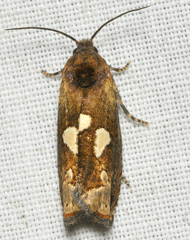 Epiblema otiosana