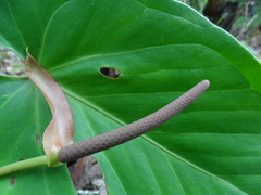 Anthurium nakamurae