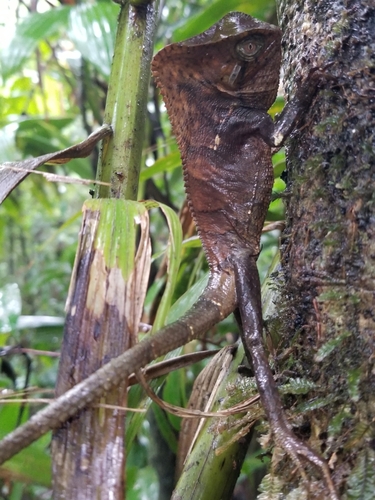 Smooth Helmeted Iguana, Corytophanes cristatus