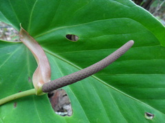 Anthurium nakamurae