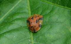 Laccoptera nepalensis