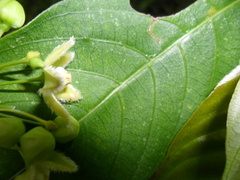 Blepharodon mucronatum