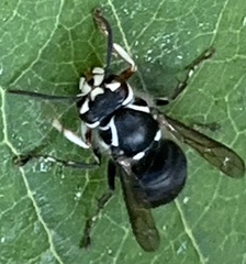 Dolichovespula maculata