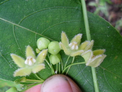 Blepharodon mucronatum