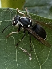 Dolichovespula maculata