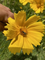 Eupodes