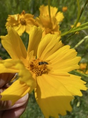 Eupodes