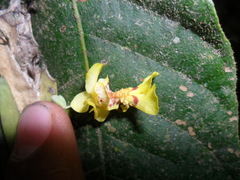 Lockhartia oerstedii