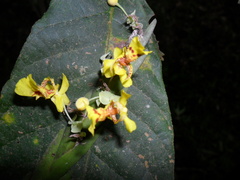 Lockhartia oerstedii