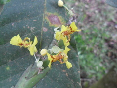 Lockhartia oerstedii