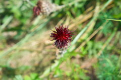 Centaurea calocephala