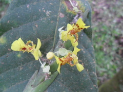 Lockhartia oerstedii