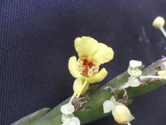 Lockhartia oerstedii