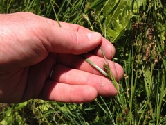 Rhynchospora capitellata