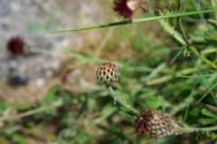 Centaurea calocephala