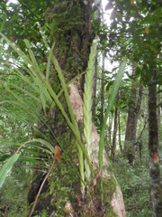 Lockhartia oerstedii