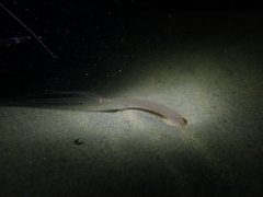 Halcampoides