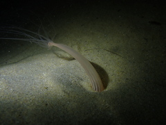 Halcampoides