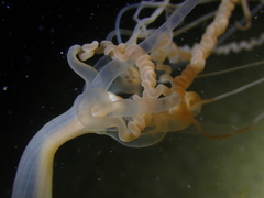 Halcampoides