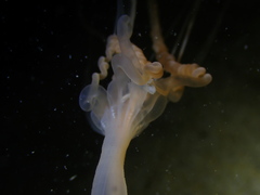 Halcampoides