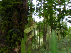 Lockhartia oerstedii