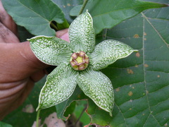 Gonolobus incerianus