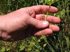 Rhynchospora capitellata