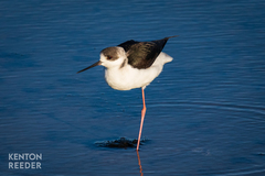 Himantopus leucocephalus