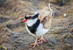 Elseyornis melanops