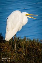Ardea alba