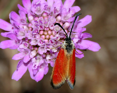 Zygaena rubicundus