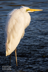 Ardea alba