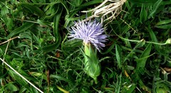 Carthamus mitissimus