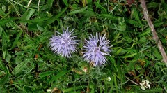 Carthamus mitissimus
