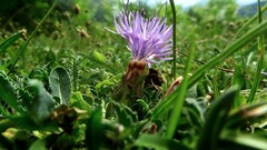 Carthamus mitissimus