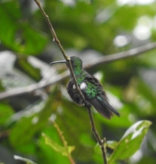 Anthracothorax aurulentus