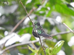 Anthracothorax aurulentus