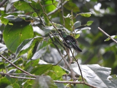 Anthracothorax aurulentus